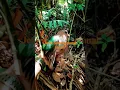 Download Lagu Dapat Jerat Burung Punai Tanah/Alias Burung Imbuk