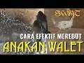 Lagu Menarik \u0026 Merebut Anakan Walet Paling Efektif Bukan Dengan Suara Piyik
