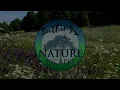 Relaxing Wildflower Meadow | Summer Ambience with Birdsong, Nature Sounds, Flower Field (1 Hour)