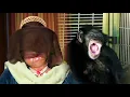 Unnecessary Stories Travis the Chimp and Charla Nash