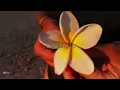 Robin Schulz feat. Francesco Yates - Sugar | Lyrics