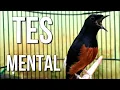 Download Lagu TES MENTAL dan OCEHAN murai batu anda dengan murai batu FULL TEMBAKAN ini