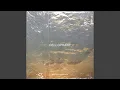 Cellophane