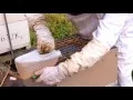 Download Lagu Beekeeping Basics with Bruce Clow - Feeding Bees with Sugar Syrup.