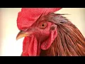 Download Lagu Suara Kokok Ayam Jantan di Pagi Hari #suarayamjantan #kokokayam #suarakokokayam #ayamjago