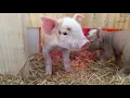Group farrowing in winter - full details