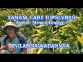 Download Lagu USAHA TANAM CABE DI POLIBAG : APAKAH LAYAK ?