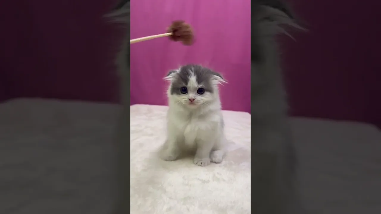 動画
