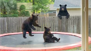When Animals Think No One's Watching 😂 Backyard Edition