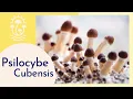Psilocybe Cubensis Meet the Psychedelic Mushroom