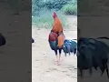 Download Lagu KOKOK AYAM JAGO KAMPUNG SUPER MELENGKING #shortsfeed