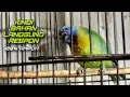 Download Lagu Masteran Kinoi Full Isian Mewah Untuk Pancingan Kinoi Bahan Agar Cepat Bunyi | @kicautembak