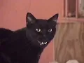 Mustard Service - (Your Cat) Don't Stand a Chance (Official Music Video)