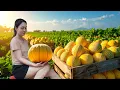 Download Lagu Green Life 🌿 Traditional Honey Making 🍯 \u0026 Harvesting Mutant Melon to Sell at the Market!