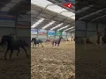 Download Lagu Wilde pony’s op Manege Middenhof! #pony #manegemiddenhof #rileyravenhost #paarden #manege