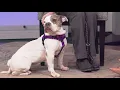 Cuddly 5-year-old mix needs a forever home