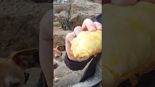 Dog life on a boat – Part 6 #dog #doglover #sailing