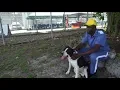 What s New in - Second Chance Dog Training Program