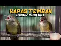 Download Lagu MASTERAN KAPAS TEMBAK GACOR NGEROLL! MASTERAN MURAI BATU! MASTERAN TERBAIK INDONESIA!