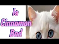 Is Cinnamon Bad for Cats Debunking the Myth cats