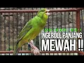 Lagu Kenari GACOR ngeroll PANJANG AMPUH untuk PANCINGAN \u0026 MASTERAN Kenari PAUD cepat BUNYI !!