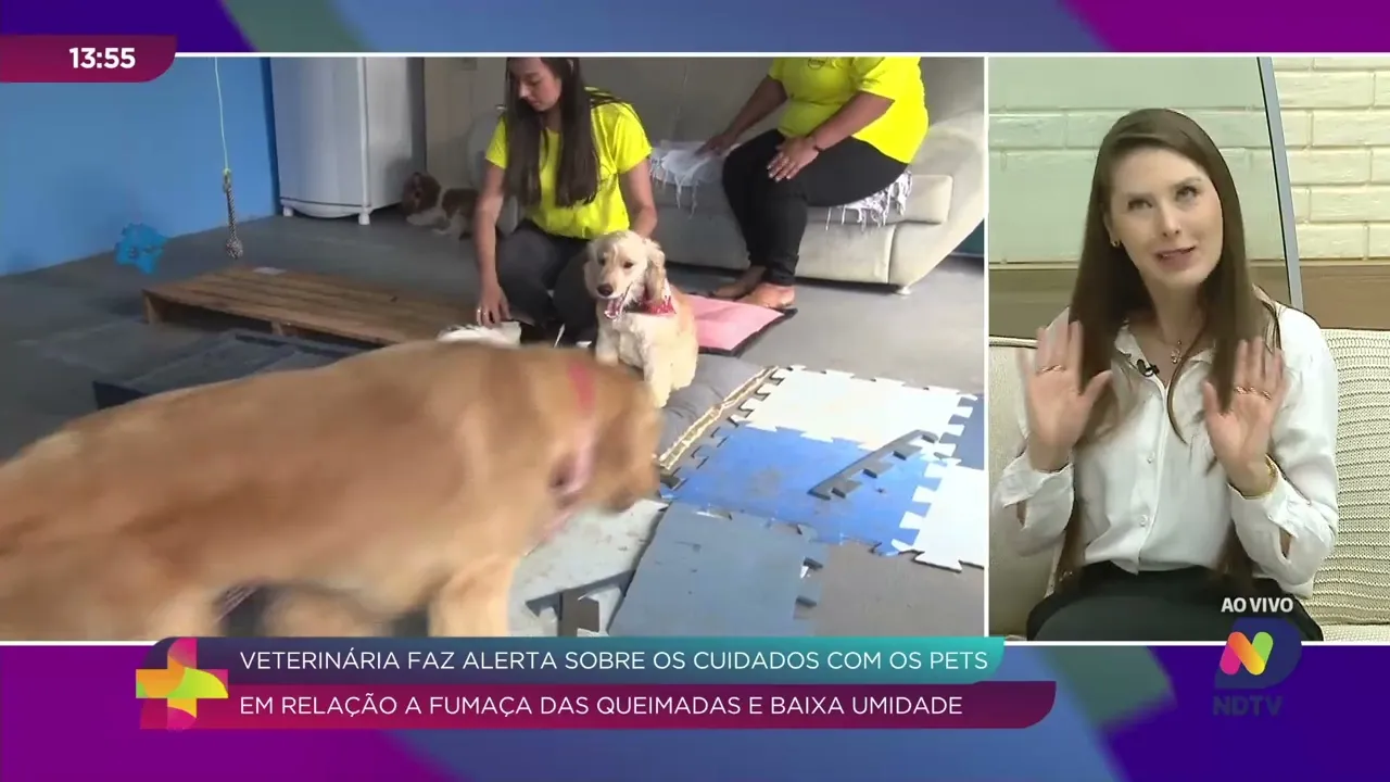 Saúde dos Pets em Perigo: Impactos da Fumaça das Queimadas e Calor Excessivo