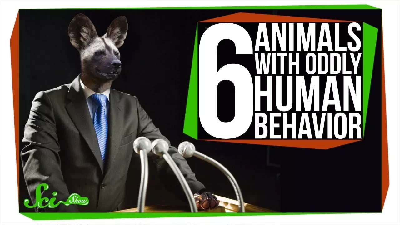 6 Animals with Oddly Human Behavior