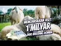 Download Lagu Menghasilkan Aset 1 Milyar Dari Usaha Breeding Domba Modern