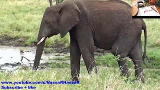 النور الجيلاني  خواطر فيل دندنها