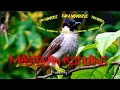 Download Lagu SUARA KUTILANG NGAMUK | COCOK UNTUK PIKAT BURUNG DAN PANCINGAN AGAR BURUNG CEPAT GACOR
