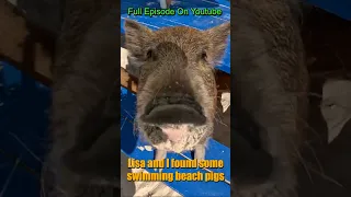 We found SEA PIGS!! #sailing #boating