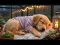 12 Hours Relax My Dog Dog Anxiety Music Dog Soft Melodies For Peaceful Comfort And Ease
