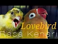Lagu lovebird ngekek isian kenari