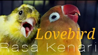 lovebird ngekek isian kenari