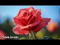 Download Lagu You can listen forever🌺Great music by Sergey Grischuk🌿Beautiful flower video #8