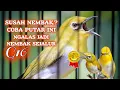 Lagu masteran pleci n3mb4k sejalur