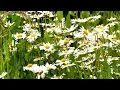 Ralph Vaughan Williams - Five Variants of Dives & Lazarus (1080p version)
