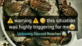 Download Unboxing Large Discoid Roaches \u0026 Relocating to Quarantine Bin|I am scared 😨 😳Do I Survive (FUNNY)🤣🪳 MP3