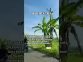 Lagu #music #indonesia #viral #jalanjalan #emakemak #jakarta #travel #hit #fyp #kebumen #sruweng #desa