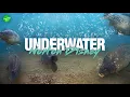 Download Lagu Korda UNDERWATER - Norton Disney | Carp Fishing 2024