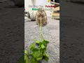 Ranking the Funniest Bunny Moments