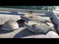Free Fish Dinner at Boynton Beach Inlet