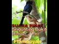 Suara pikat Srigunting bukit VS Flamboyan
