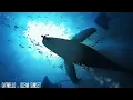 〖Chill〗Oatmello - Ocean Sunset