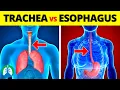 Trachea vs Esophagus What is the Difference