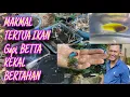 Download Lagu Hobi betta \u0026 gapi hiasan kembali digilai
