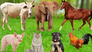 happy farm animals cow dog chicken elephant cat rabbit sheep turtle buffalo animal video