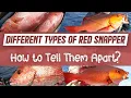 How to tell the different type of Red Snapper Apart