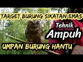 Download Lagu CARA MIKAT BURUNG SIKATAN EMAS