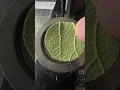 Will it Button Leaf